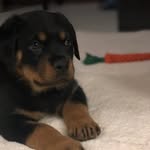 Bear Barnes - @babybear_rott - Instagram
