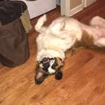 Bear Barnes 💦 - @bear_barnes23 - Instagram