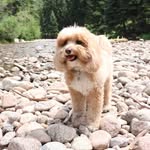 Bear - @bear_barnes_bb - Instagram