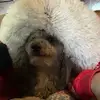 bearbarnes5 - @bearbarnes5 - TikTok