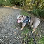 @bearbarnes_the_bulldog - Instagram
