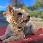 Fenton Bear Barnes - @ohfenton - Instagram