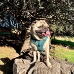Bear Roberts - @bear_roberts_pug - Instagram