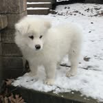 Bear Roberts - @a_samoyed_named_bear - Instagram