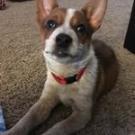 Bear Roberts - @unbearably_awesome - Instagram