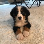 Bear Roberts - @littlebear_thebernese - Instagram