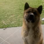 kobe - @kobe_bear_roberts - Instagram