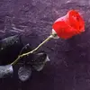 beatazarzecka5 - @beatazarzecka5 - TikTok