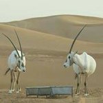 Beate Horst - @bea3371 - Instagram