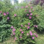 Beate Finstad Nilsen - @nilsenbeatefinstad - Instagram