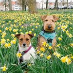 Christina Beate Smith - @follow_the_waggy_tails - Instagram