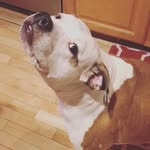 Beatrice - @lifeofbeatricebacon - Instagram