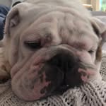 Baxter & Beatrice the bulldogs - @baxter_n_beatrice - Instagram