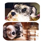 Baxter and Beatrice - @baxterandbeatrice_ - Instagram