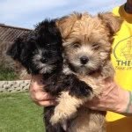 Beatrice & Baxter - @beaandbax - Instagram