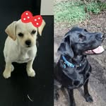x_Baxter&Beatrice_ - @xbaxterbeatrice - Instagram