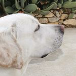 Beatrice "Heaven Will Know" - @bea_champagne_lab - Instagram