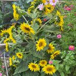 Beatrice Berger - @beatrix367895 - Instagram