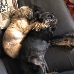 Patton Bear & Beatrice Bird - @pattonandbeatrice - Instagram