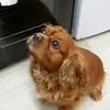 Beatrice Bishop - @beatrice.bishop1 - TikTok