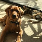 Bob - Bertie - Beatrice - Bode - @the_four_furry_bs - Instagram
