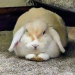 Beatrice Booth - @beatricethebunni - Instagram