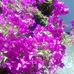 Beatrice Boyer - Facebook