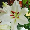 Beatrice Boyer - @beatrice.boyer7 - TikTok