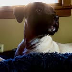 Beatrice Brooks Jones (B.B.) - @_the_mohawked_mastiff_mix - Instagram