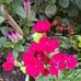 Beatriz Cuadros - Facebook