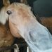 Beatrice Cornet - Facebook
