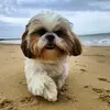 beatricecornet691 - @beatricecornet691 - TikTok