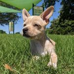 Beatrice Bean Holder - @beatricebeansbonanza - Instagram