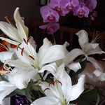 Beatrice Howell - @beatrice.howell.14289 - Instagram