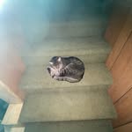 Beatrice Hunt - @museofdante - Instagram