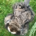 Beatrice Jacobs - @lady_lionhead - Instagram