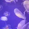 Beatrice Lyons - @beatrice.lyons - TikTok