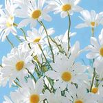ᴮᵉᵃᵗʳⁱᶜᵉ🍀 - @malone_cassie_beatrice - Instagram