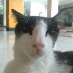 Muthy Beatrice Roach - @kucing.muthy - Instagram