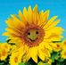 Beatrice Schell - Facebook