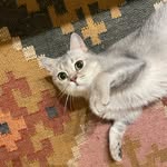Beatrice the British Shorthair - @beatricethebritishshorthair - Instagram