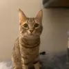 Bee the Cat - @beatriceforshort20 - TikTok