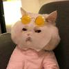 Beatrice - @beatrice_2k009 - TikTok