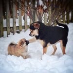 Beatrice & Sullivan - @thehoundandthefox - Instagram