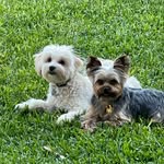 Beatrice Gonzalez Townsend - @george_and_archie_townsend43 - Instagram
