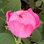 Beatrice Townsend - Facebook