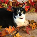 Beatrice Einstein - @little_beatrice3 - Instagram