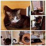 Beatrice Werner-Kopton - @hutzwutzfarm_miezhaus - Instagram