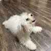 Beatriz Cancio perdomo - @beatriz.cancio.pe - TikTok