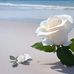 Beatriz Colli - Facebook